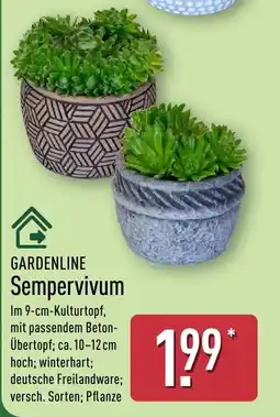 Aldi Nord GARDENLINE Sempervivum Angebot