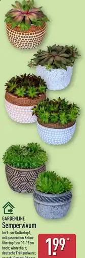 Aldi Nord GARDENLINE Sempervivum Angebot