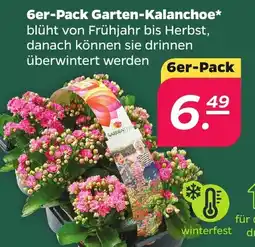 Netto Garten-Kalanchoe Angebot