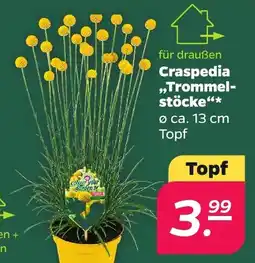 Netto Craspedia „Trommelstöcke“ Angebot