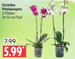 Marktkauf Orchidee Phalaenopsis Angebot