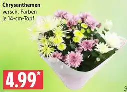 Marktkauf Chrysanthemen Angebot