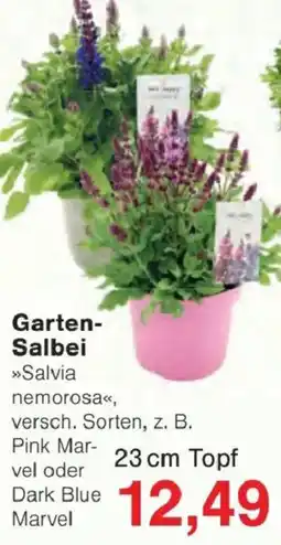 Jawoll Garten-Salbei Angebot