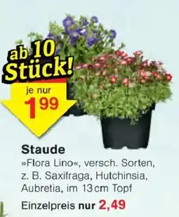 Jawoll Staude Angebot