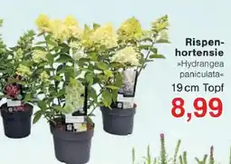 Jawoll Rispenhortensie Angebot