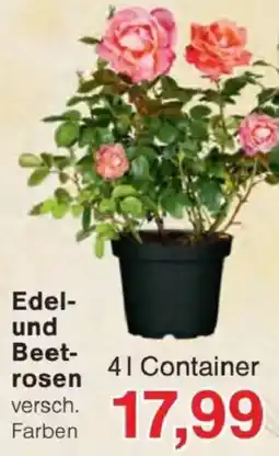 Jawoll Edel- und Beetrosen Angebot