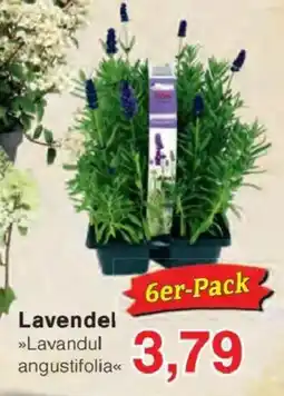 Jawoll Lavendel Angebot