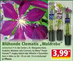 Norma Blühende Clematis „Waldrebe“ Angebot