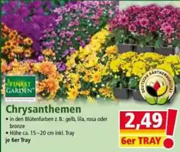 Norma Finest Garden Chrysanthemen Angebot