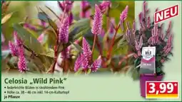 Norma Celosia „Wild Pink“ Angebot