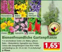 Norma Bienenfreundliche Gartenpflanze Angebot