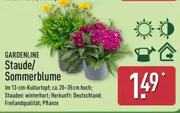 Aldi Nord GARDENLINE Staude/Sommerblume Angebot