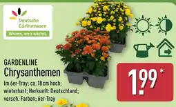 Aldi Nord GARDENLINE Chrysanthemen Angebot