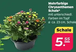 Netto Mehrfarbige Chrysanthemen Schale Angebot