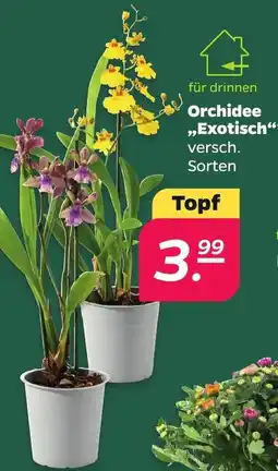 Netto Orchidee "Exotisch" Angebot