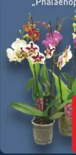 E-Center Orchideen Phalaenopsis Angebot