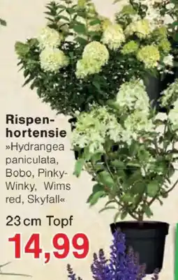 Jawoll Rispenhortensie Angebot
