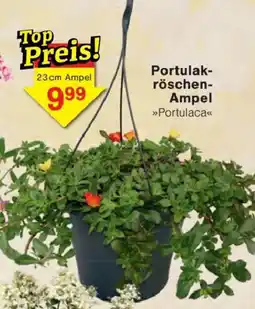 Jawoll Portulakröschen Ampel Angebot