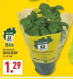 Marktkauf Basilikum Angebot