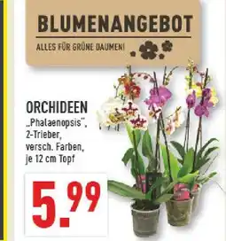 Marktkauf Orchideen Angebot