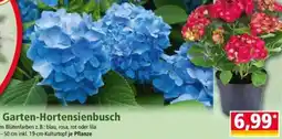 Norma Garten-Hortensienbusch Angebot