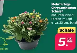 Netto Mehrfarbige chrysanthemen schale Angebot