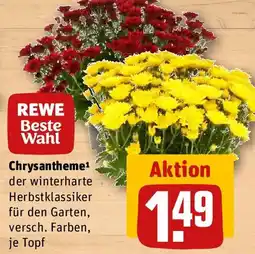 REWE Chrysantheme Angebot