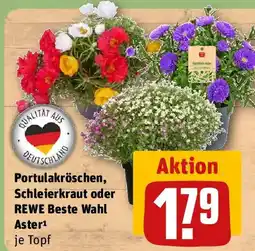 REWE Portulakröschen, Schleierkraut oder REWE Beste Wahl Aster Angebot