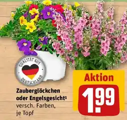 REWE Zauberglöckchen oder Engelsgesicht Angebot