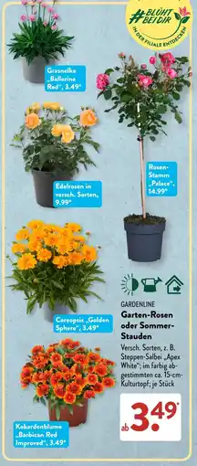 Aldi Süd GARDENLINE Garten-Rosen oder Sommer Stauden Angebot
