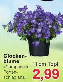 Wiglo Wunderland Glockenblume »Campanula Portenschlagiana« Angebot