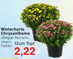 Wiglo Wunderland Winterharte Chrysantheme »Belgian Mums®« Angebot