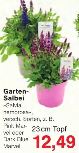 Wiglo Wunderland Garten-Salbei »Salvia nemorosa« Angebot