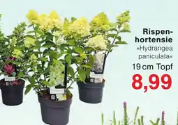 Wiglo Wunderland Rispenhortensie »Hydrangea paniculata« Angebot