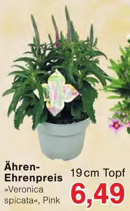 Wiglo Wunderland »Veronica spicata«, Pink Angebot