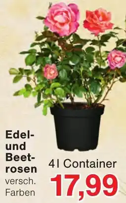 Wiglo Wunderland Edel-und Beetrosen Angebot