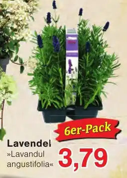Wiglo Wunderland Lavendel »Lavandul angustifolia« Angebot