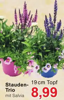 Wiglo Wunderland Stauden-Trio mit Salvia Angebot