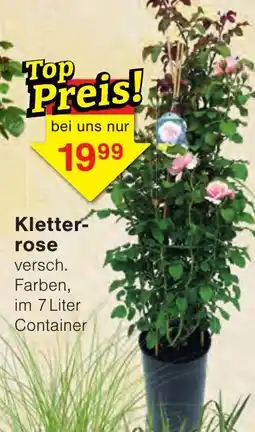Wiglo Wunderland Kletter-rose Angebot