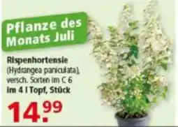 Multi Markt Rispenhortensie (Hydrangea paniculata) Angebot