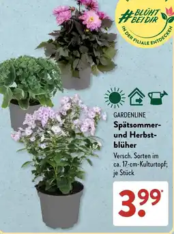 Aldi Süd GARDENLINE Spätsommer und Herbstblüher Angebot