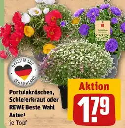 REWE Portulakröschen, Schleierkraut oder REWE Beste Wahl Aster Angebot