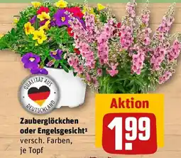 REWE Zauberglöckchen oder Engelsgesicht Angebot