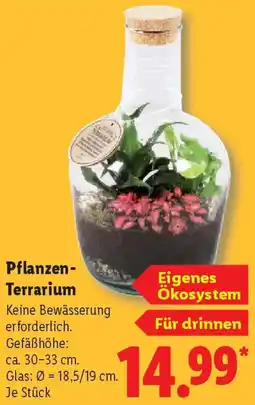 Lidl Pflanzen Terrarium Angebot