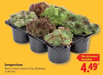 Lidl Sempervivum Angebot