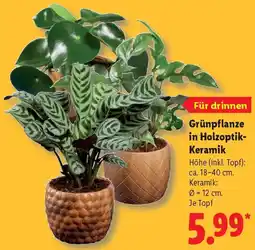 Lidl Grünpflanze in Holzoptik Keramik Angebot