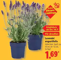 Lidl Lavendel angustifolia Angebot