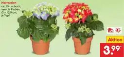 Netto Marken-Discount Hortensien Angebot