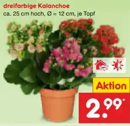 Netto Marken-Discount dreifarbigige Kalanchoe Angebot