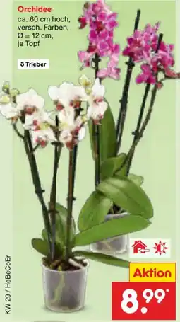 Netto Marken-Discount Orchidee Angebot